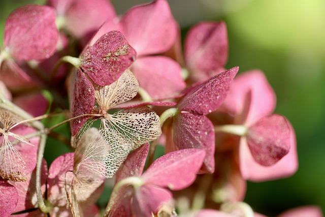 Multiple hydrangea plants showing proper container arrangement